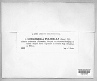 Normandina pulchella image